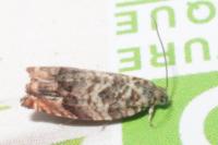 Gypsonoma minutana