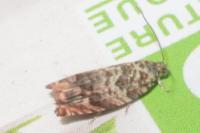 Gypsonoma minutana