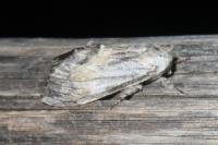 Harpyia milhauseri