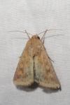 Helicoverpa armigera