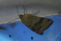 Heliothis viriplaca