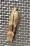 Homoeosoma sinuella