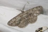 Hypomecis punctinalis