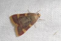 Hypsopygia costalis
