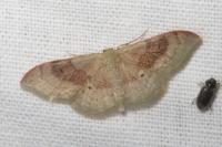 Idaea degeneraria