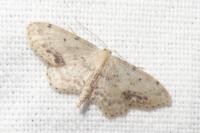 Idaea dimidiata