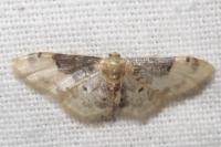 Idaea filicata