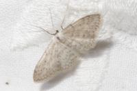 Idaea seriata