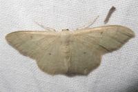 Idaea straminata