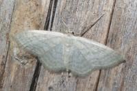 Idaea subsericeata