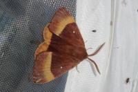 Lasiocampa quercus