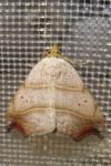 Laspeyria flexula