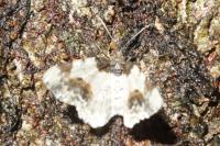 Ligdia adustata