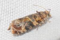 Lobesia botrana/reliquana