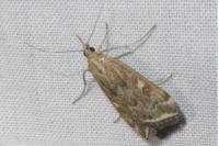 Loxostege sticticalis
