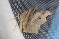 Macaria alternata