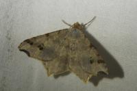 Macaria alternata