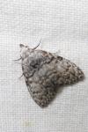 Meganola strigula