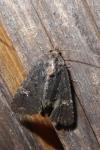 Mesapamea secalella/secalis