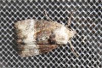Mesoligia furuncula
