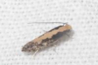Monopis obviella