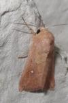 Mythimna albipuncta