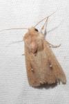 Mythimna albipuncta/ferrago