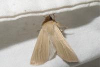 Mythimna pallens