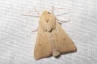 Mythimna vitellina