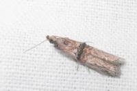 Nephopterix angustella