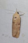 Noctua fimbriata