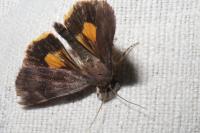 Noctua janthina