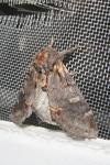 Notodonta dromedarius