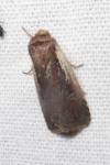 Ochropleura plecta