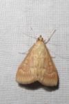 Ostrinia nubilalis/scapulalis