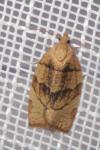 Pandemis cerasana