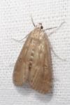 Parapoynx stratiotata