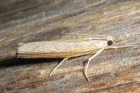 Pediasia contaminella