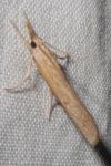 Pediasia contaminella