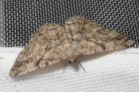 Peribatodes rhomboidaria