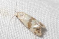 Phalonidia contractana