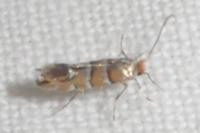 Phyllonorycter klemannella