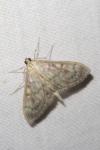 Patania ruralis