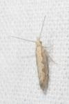 Plutella xylostella