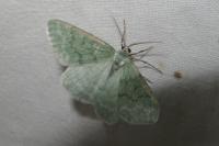 Pseudoterpna pruinata