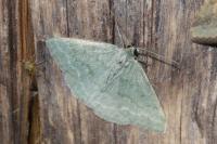 Pseudoterpna pruinata