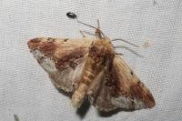 Ptilodon cucullina