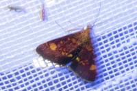 Pyrausta aurata