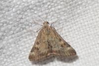 Pyrausta despicata
