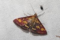 Pyrausta purpuralis